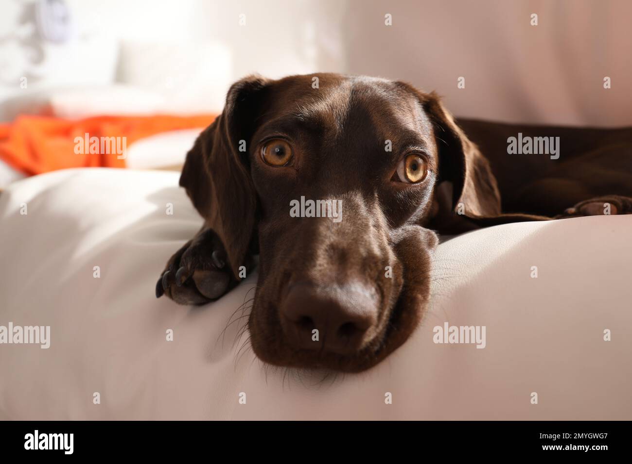 Adorable chien pointeur court allemand allongé sur un coussin doux à l'intérieur, gros plan Banque D'Images