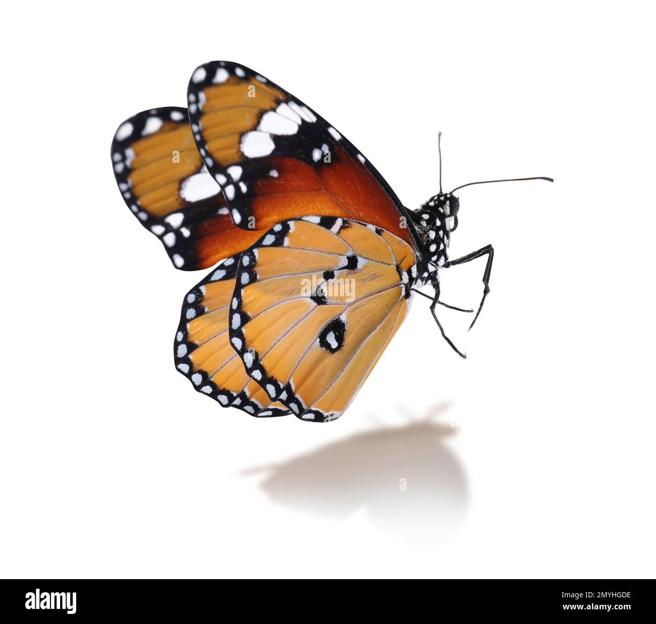 Magnifique papillon tigre Uni sur fond blanc Banque D'Images