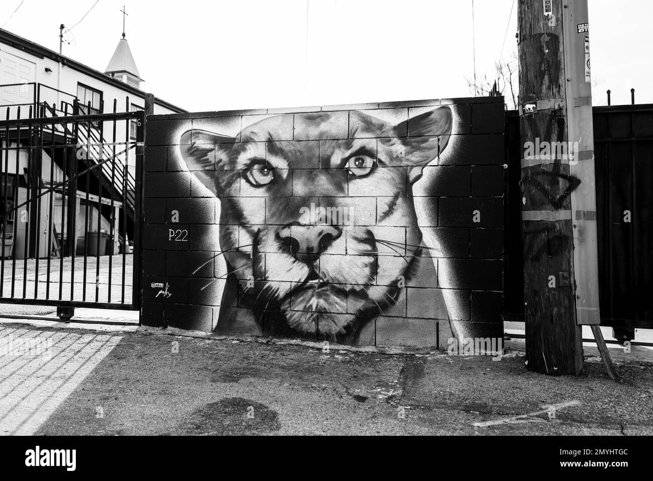 Los Angeles, États-Unis. 12th janvier 2023. Divers monuments commémoratifs consacrés à la vie de P-22, un lion de montagne qui a vécu dans la nature pendant 10 ans, dans les collines au-dessus de Los Angeles. Une fresque de P-22 à l'est de Los Angeles. 2/4/2023 Los Angeles, CA, États-Unis. (Photo de Ted Soqui/SIPA USA) crédit: SIPA USA/Alay Live News Banque D'Images