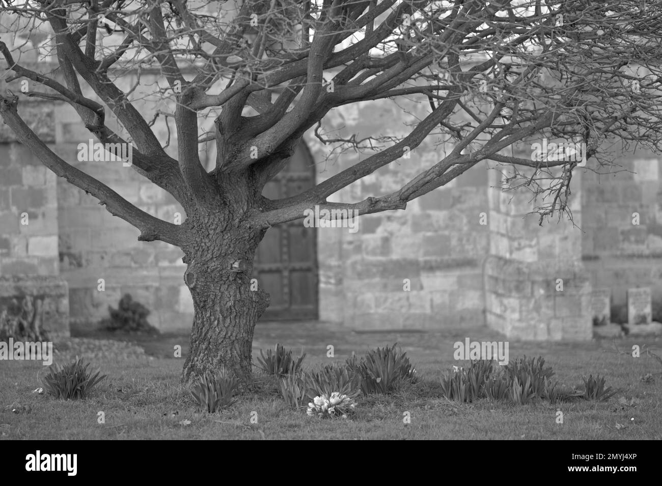 Vieux arbre ronflé en monochrome croissant devant une ancienne église chrétienne anglaise. Banque D'Images
