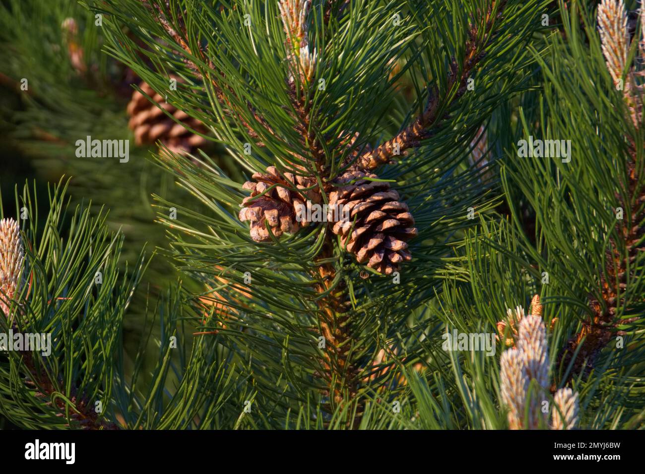 Des cônes de pin sur un sapin qui attrapent le soleil doré tôt le matin. Banque D'Images