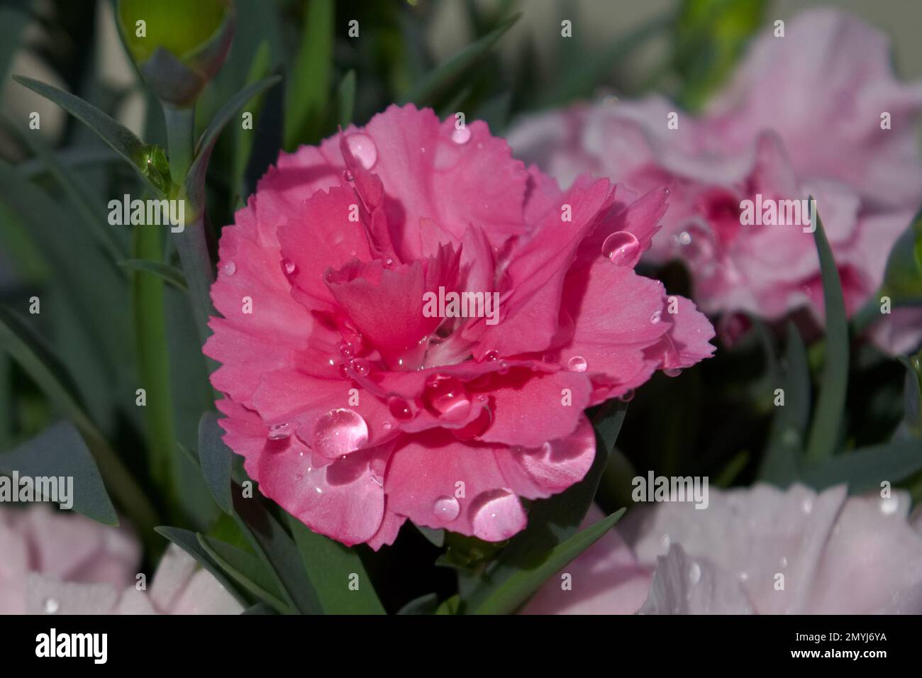 Des gouttes d'eau sur une belle fleur rose carnation qui gante comme des bijoux au soleil d'été. Banque D'Images