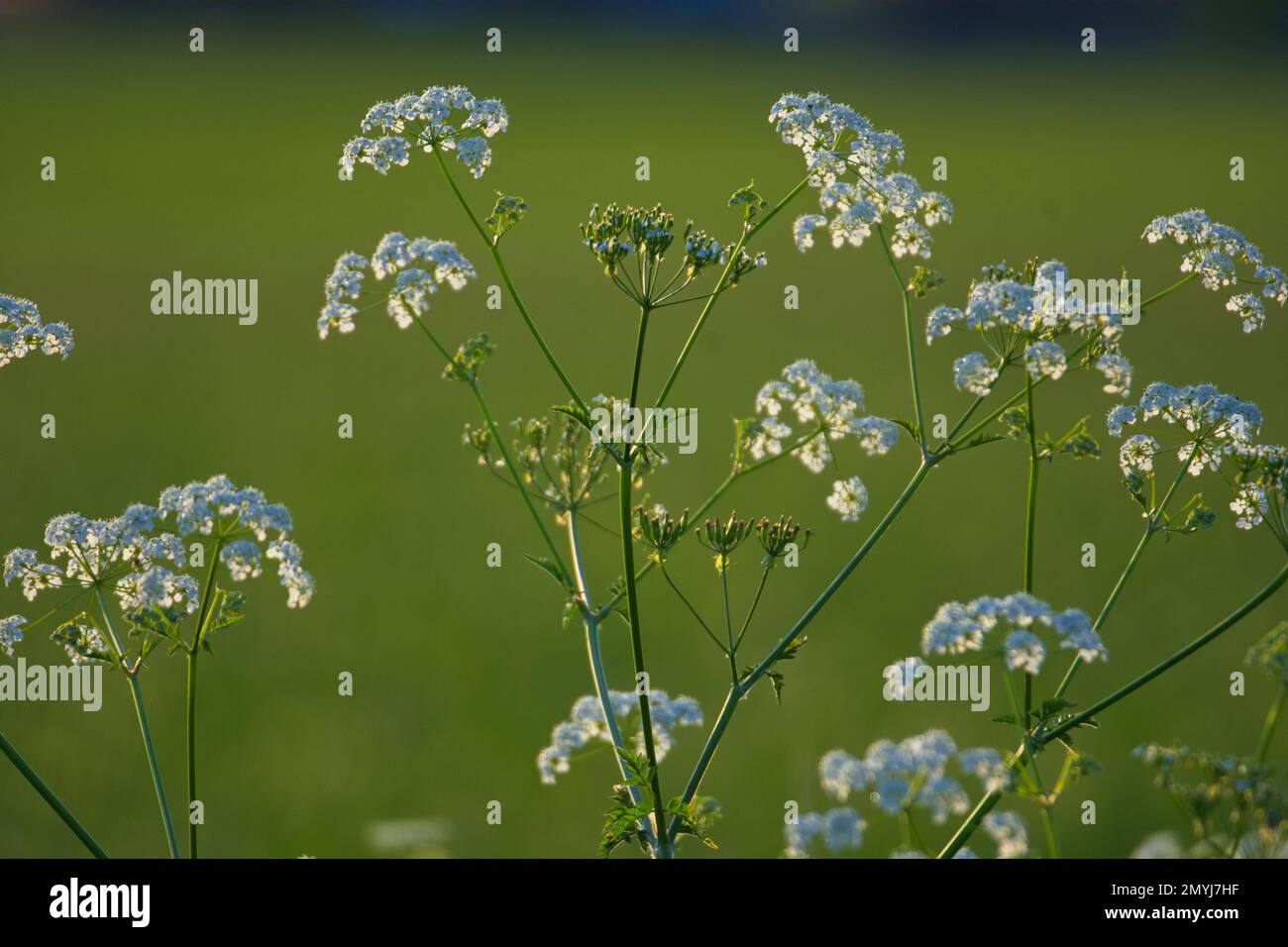 Persil blanc sauvage de vache poussant dans la hedgerow avec le soleil du soir reflétant les fleurs. Banque D'Images
