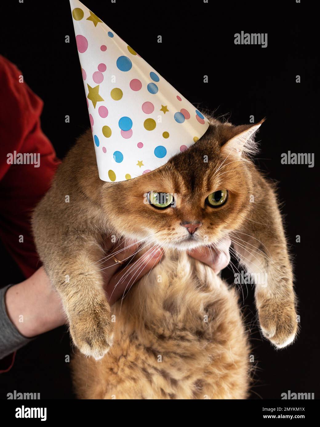 Gros plan sur un chat britannique en colère ou contrarié portant une casquette d'anniversaire sur fond noir. Banque D'Images