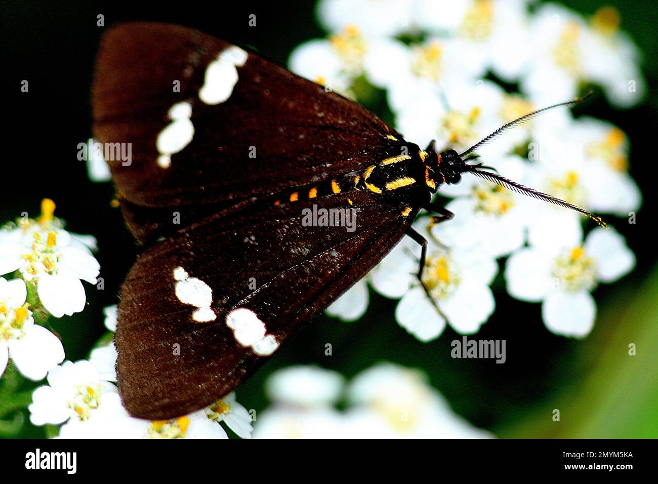 Papillon des papillons (Nyctemera sp.) Banque D'Images