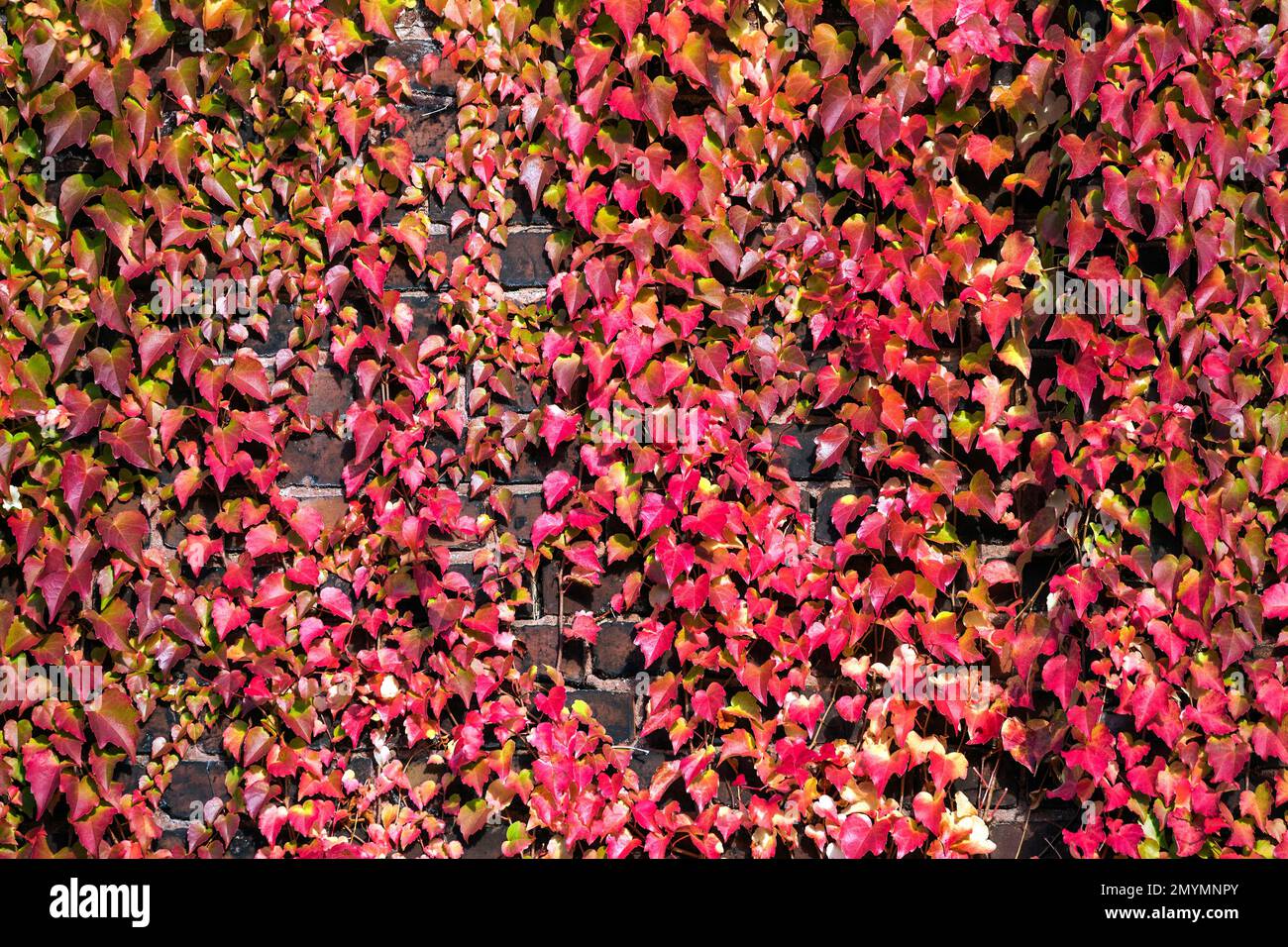 Vigne sauvage (Parthenocissus tricuspidata), méné à trois pointes dans le feuillage d'automne, sur le mur de briques, Duisburg, région de la Ruhr, Rhénanie-du-Nord-Westphalie, Germa Banque D'Images