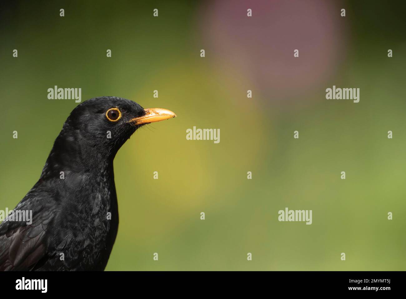 European blackbird (Turdus merula) adulte homme tête portrait, Suffolk, Angleterre, Royaume-Uni, Europe Banque D'Images