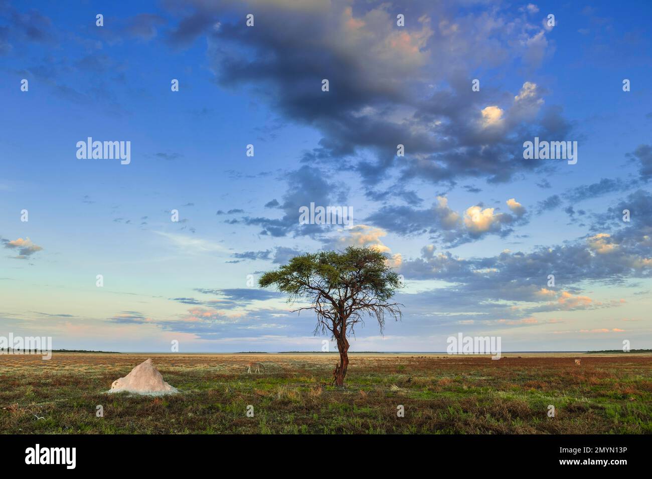 Des arbres et des termites monent sur le bord de la casserole de sel, parc national d'Etosha, Namibie, Afrique Banque D'Images