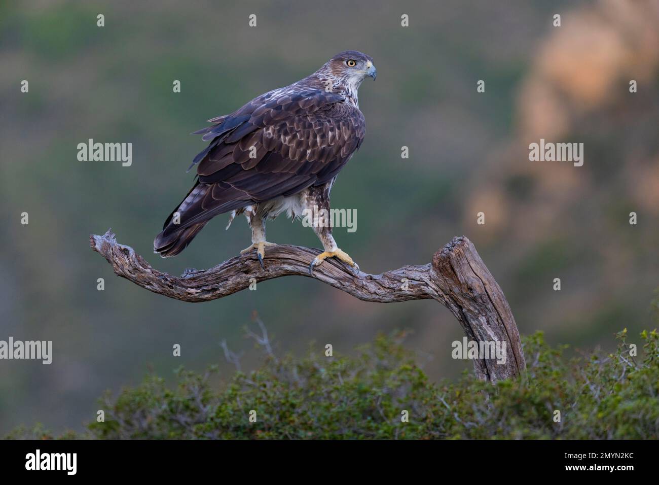 Bonellis aigle (Aquila fasciata), adulte, en succursale, Valence, Andalousie, Espagne, Europe Banque D'Images