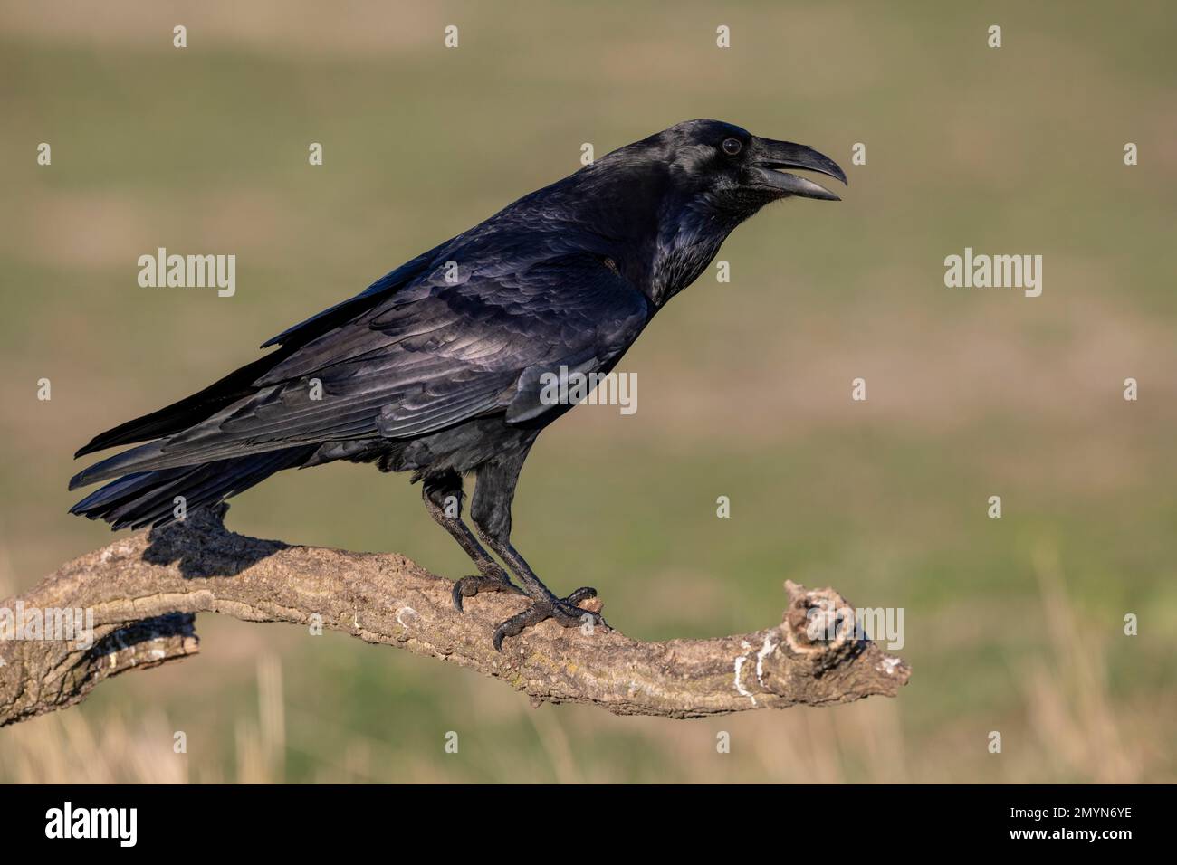 Corbeau commun (Corvus corax) sur branche, bec ouvert, province de Tolède, Castilla-la Mancha, Espagne, Europe Banque D'Images