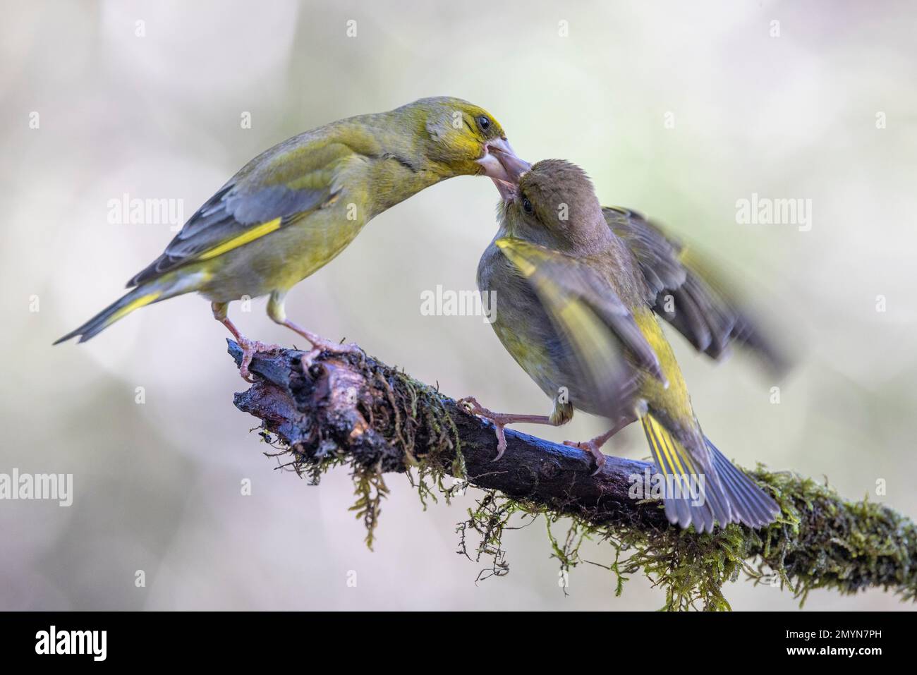 CIRL Bunting (Emberiza cirlus) au sol, Parc naturel de Montseny, Pyrénées de l'est. Catalogne, Espagne, Europe Banque D'Images