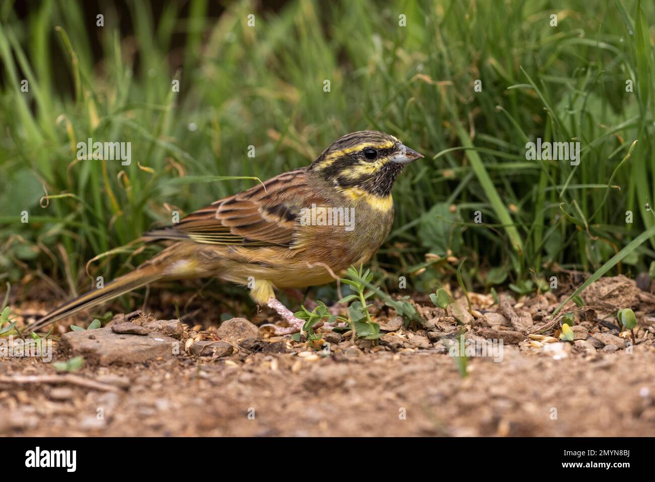 CIRL Bunting (Emberiza cirlus) au sol, Parc naturel de Montseny, Pyrénées de l'est. Catalogne, Espagne, Europe Banque D'Images