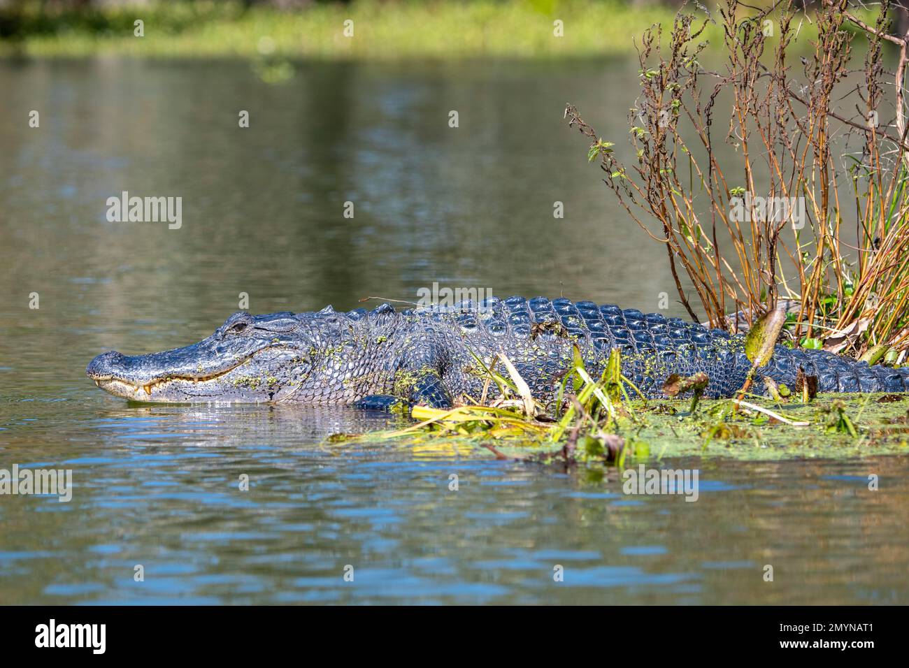 Alligator américain (Alligator mississippiensis), bassin d'Atchafalaya, Louisiane, États-Unis, Amérique du Nord Banque D'Images
