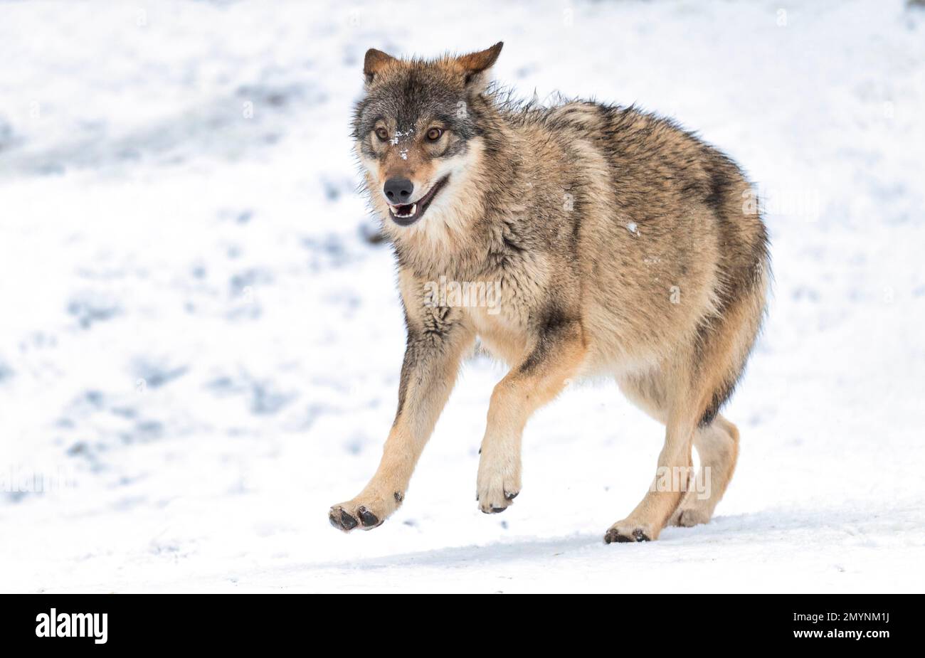 Loup Algonquin (Canis lupus lycaon) qui court dans la neige, captif, Allemagne, Europe Banque D'Images