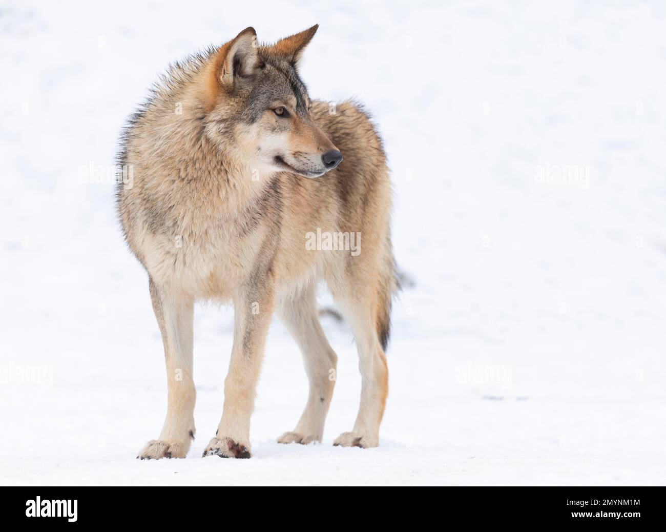 Loup algonquine (Canis lupus lycaon) dans la neige, captif, Allemagne, Europe Banque D'Images