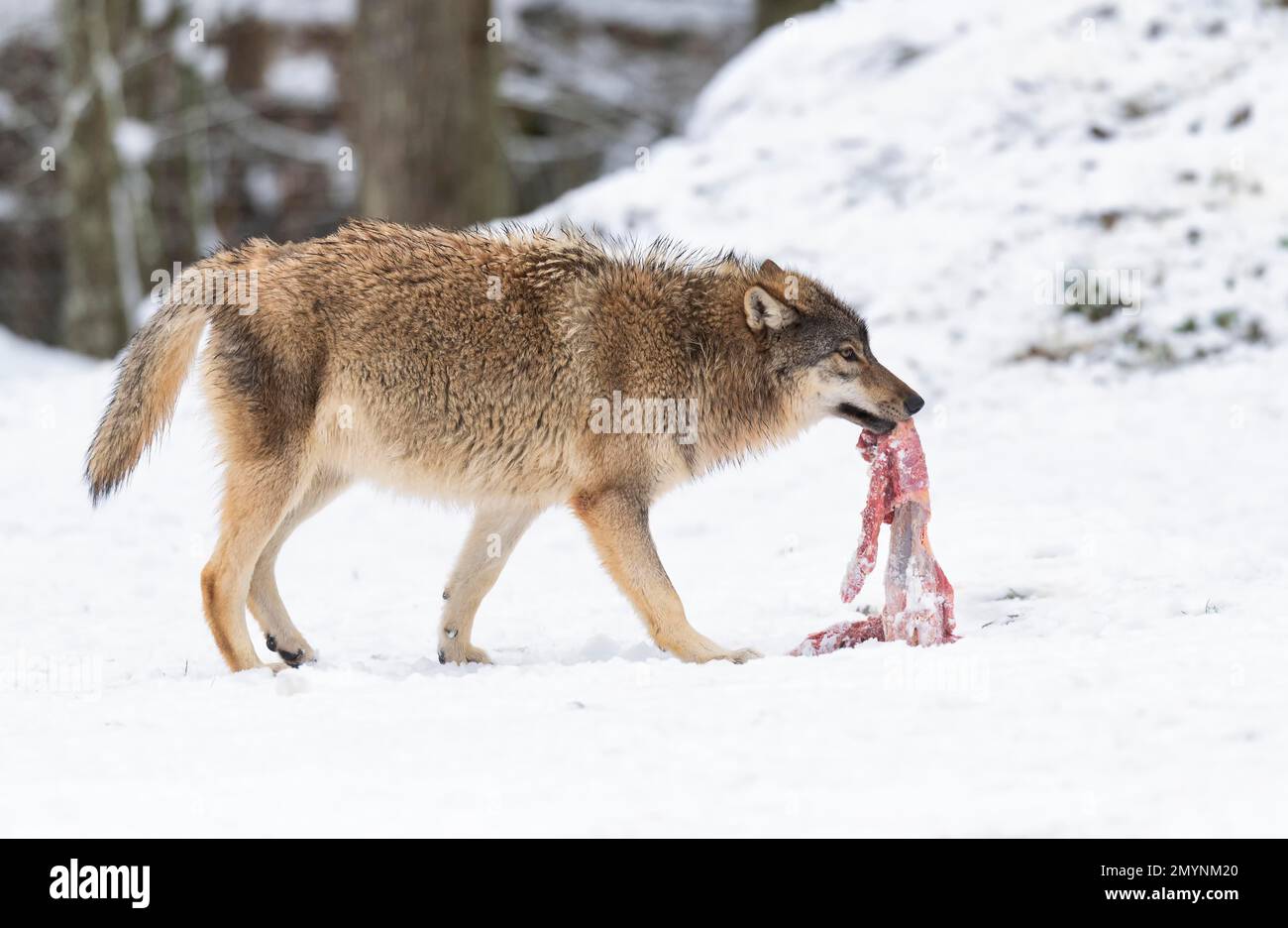 Loup Algonquin (Canis lupus lycaon) avec proie, dans la neige, captif, Allemagne, Europe Banque D'Images