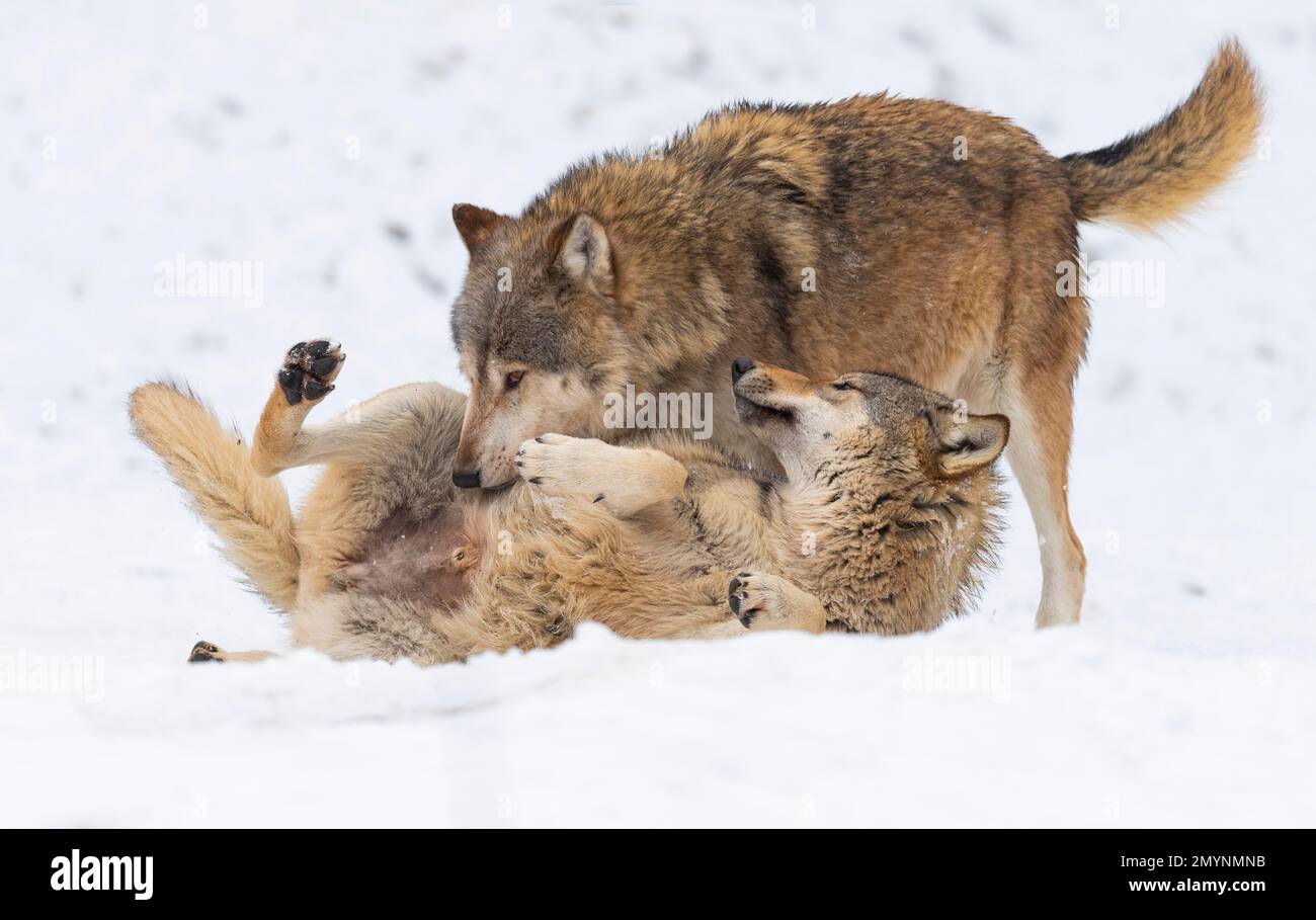 Loups algonquines (Canis lupus lycaon) dans la neige, comportement social, jouer, captif, Allemagne, Europe Banque D'Images