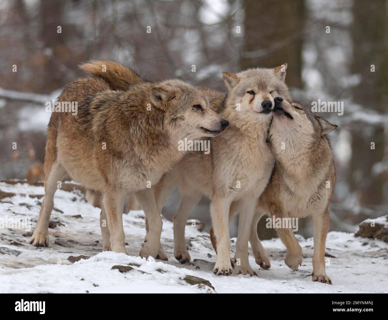Wolf Pack, loups algongonquides (Canis lupus lycaon) comportement social, dans la neige, captive, Allemagne, Europe Banque D'Images