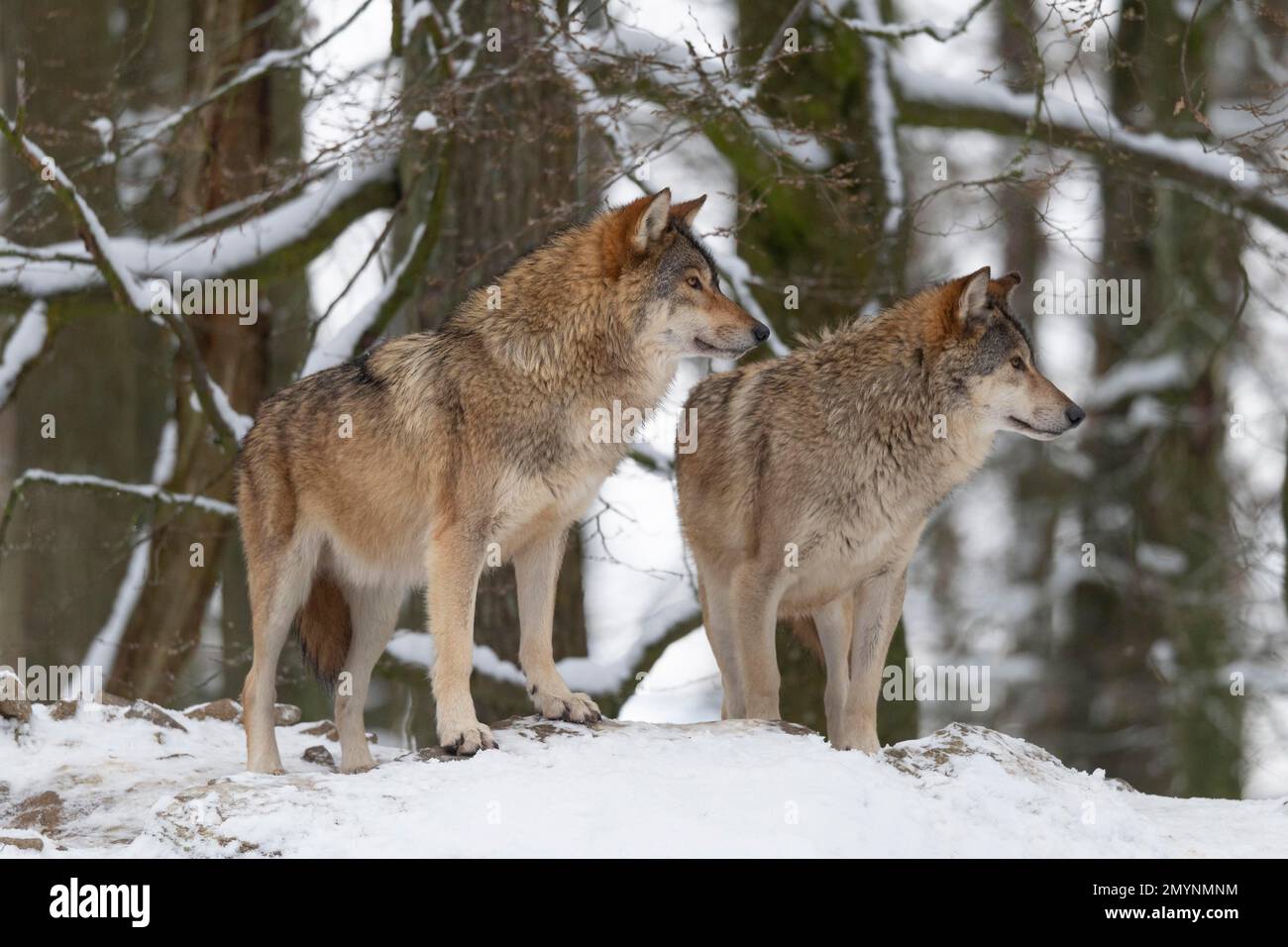 Loups algonquines (Canis lupus lycaon) dans la neige, captifs, Allemagne, Europe Banque D'Images
