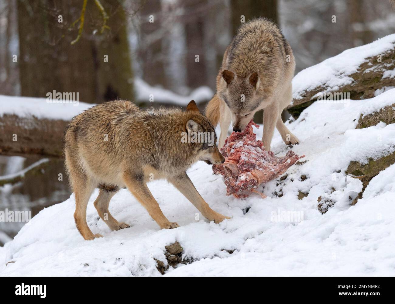 Loups algonquines (Canis lupus lycaon) avec proie, dans la neige, captifs, Allemagne, Europe Banque D'Images