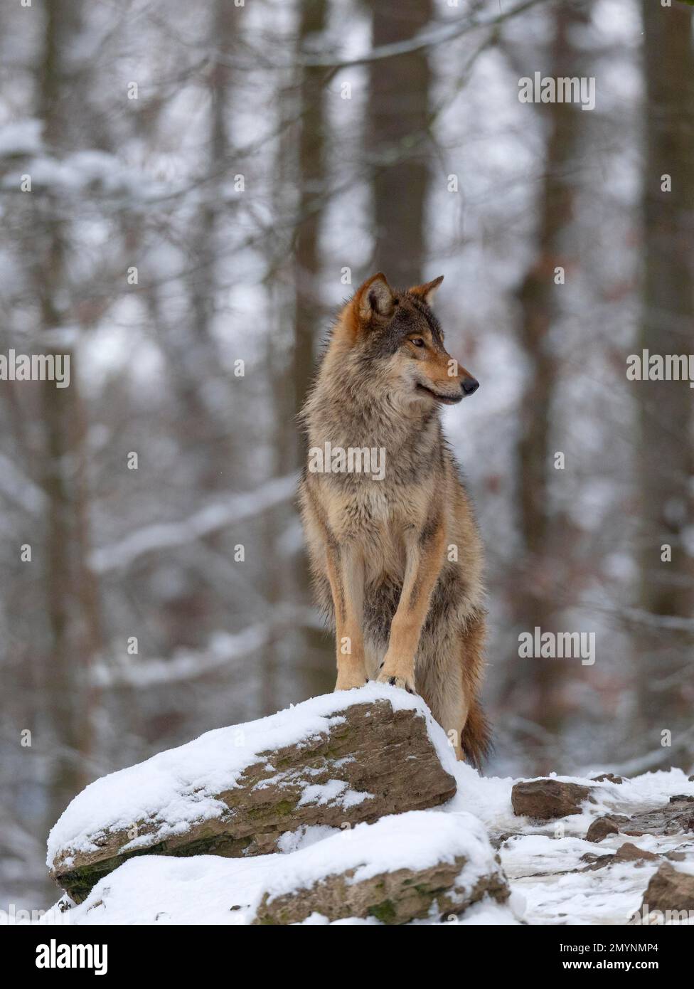 Loup de plomb, loup algonquin (Canis lupus lycaon) dans la neige, captif, Allemagne, Europe Banque D'Images