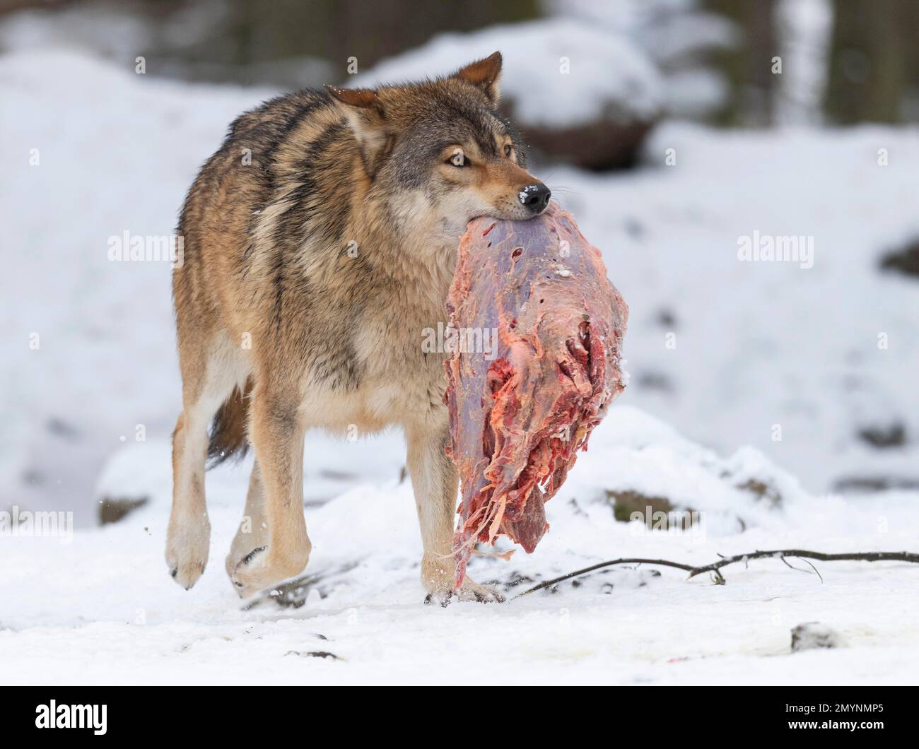 Loup Algonquin (Canis lupus lycaon) avec proie, dans la neige, captif, Allemagne, Europe Banque D'Images