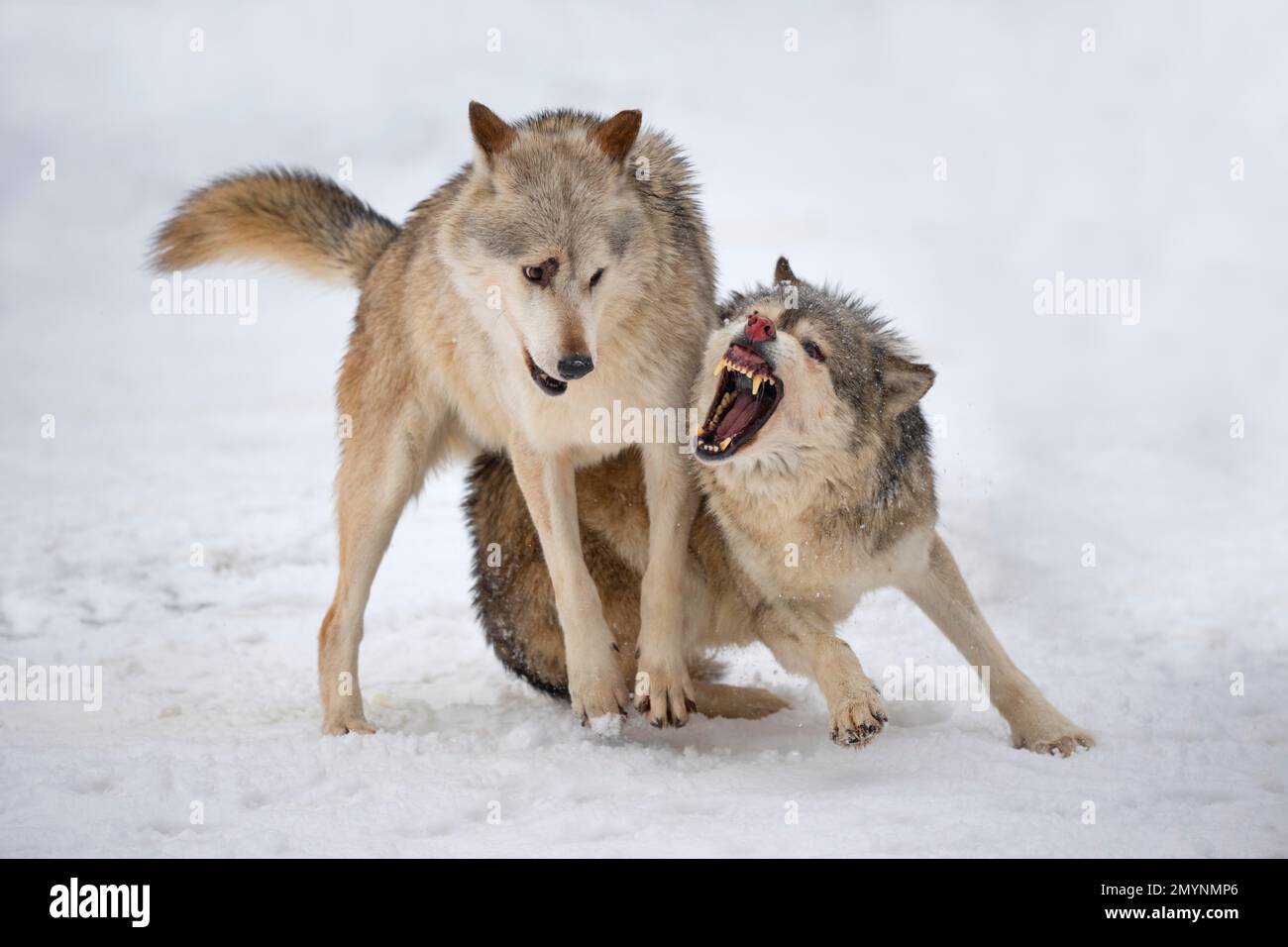 Loup Algonquin (Canis lupus lycaon) dans la neige, comportement social, lutte pour le rang, captif, Allemagne, Europe Banque D'Images