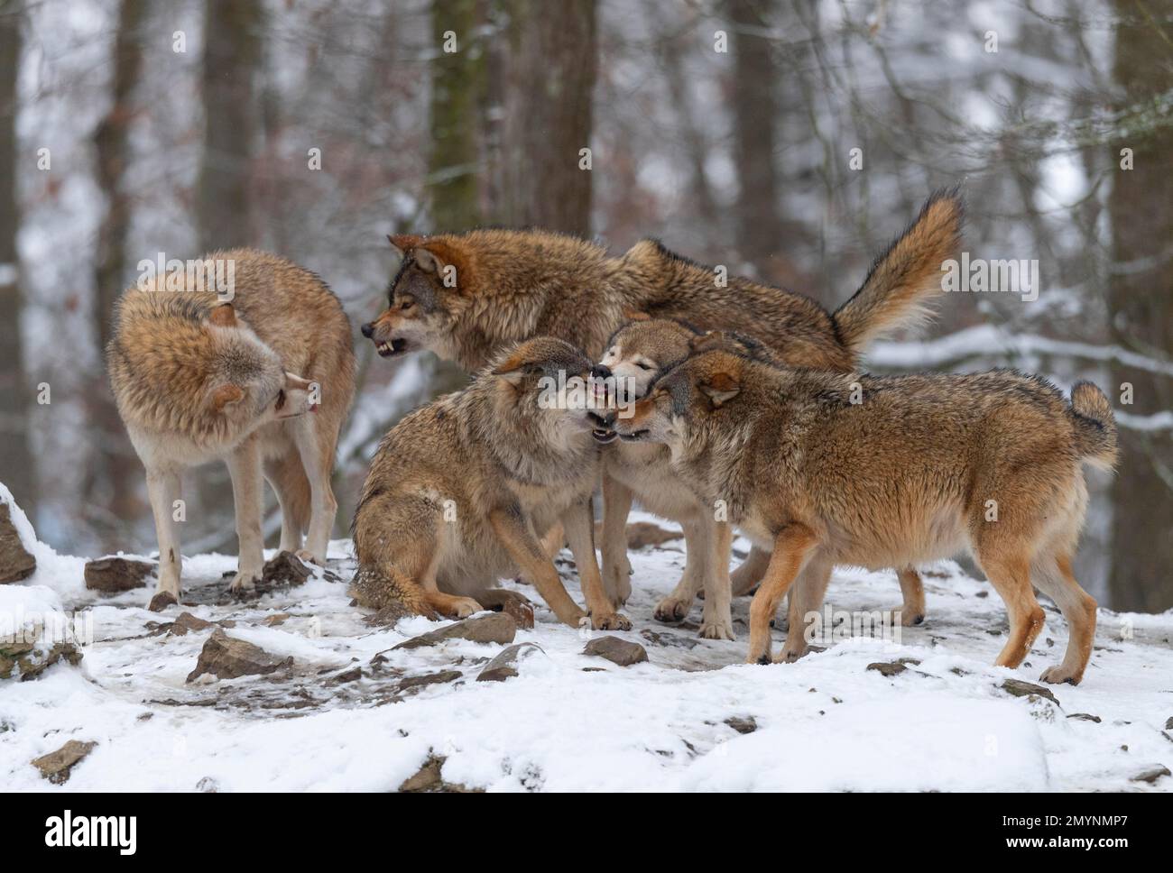 Wolf pack, Algonquin Wolf (Canis lupus lycaon) dans la neige, comportement social, captif, Allemagne, Europe Banque D'Images