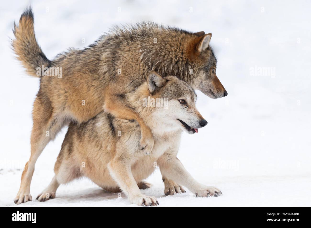 Loups algonquines (Canis lupus lycaon) dans la neige, comportement social, jouer, captif, Allemagne, Europe Banque D'Images