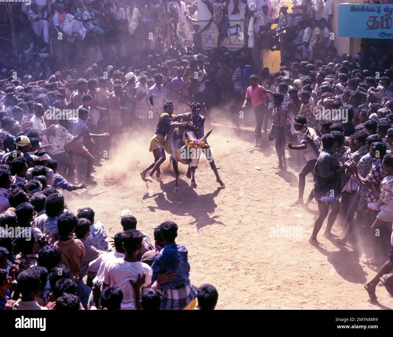 Jallikattu, taureau qui tue à Alanganallur près de Madurai pendant le festival de Pongal, Tamil Nadu, Inde, Asie Banque D'Images