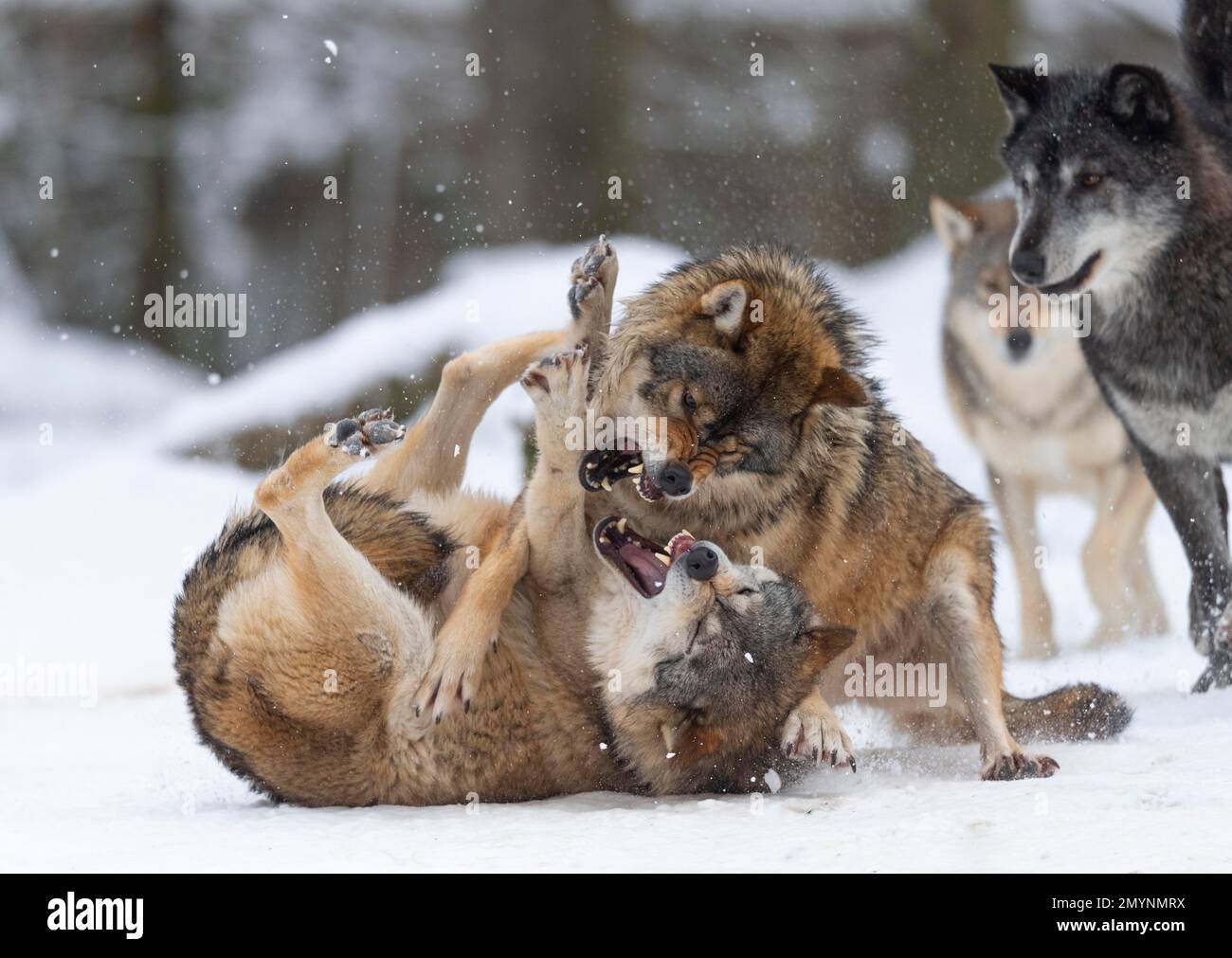 Loup Algonquin (Canis lupus lycaon) dans la neige, comportement social, lutte pour le rang, captif, Allemagne, Europe Banque D'Images