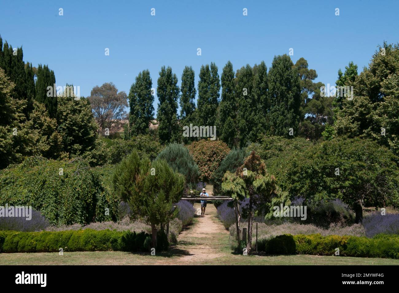 Lavandula Swiss Italian Farm, Victoria, Australie Banque D'Images