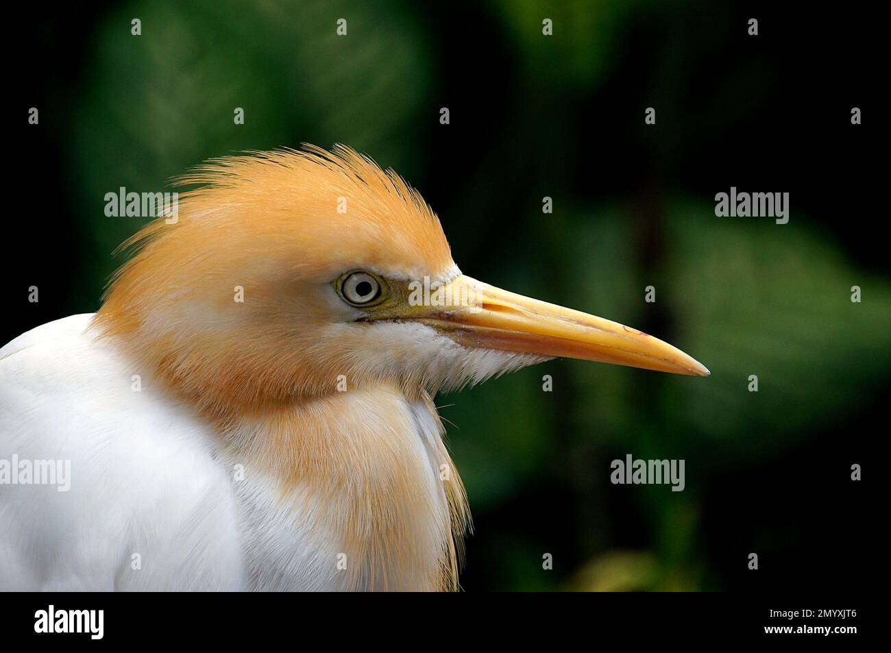 Bernard Spragg - Photographie d'oiseaux - Egret de l'est - Bubulcus coromandus. Banque D'Images