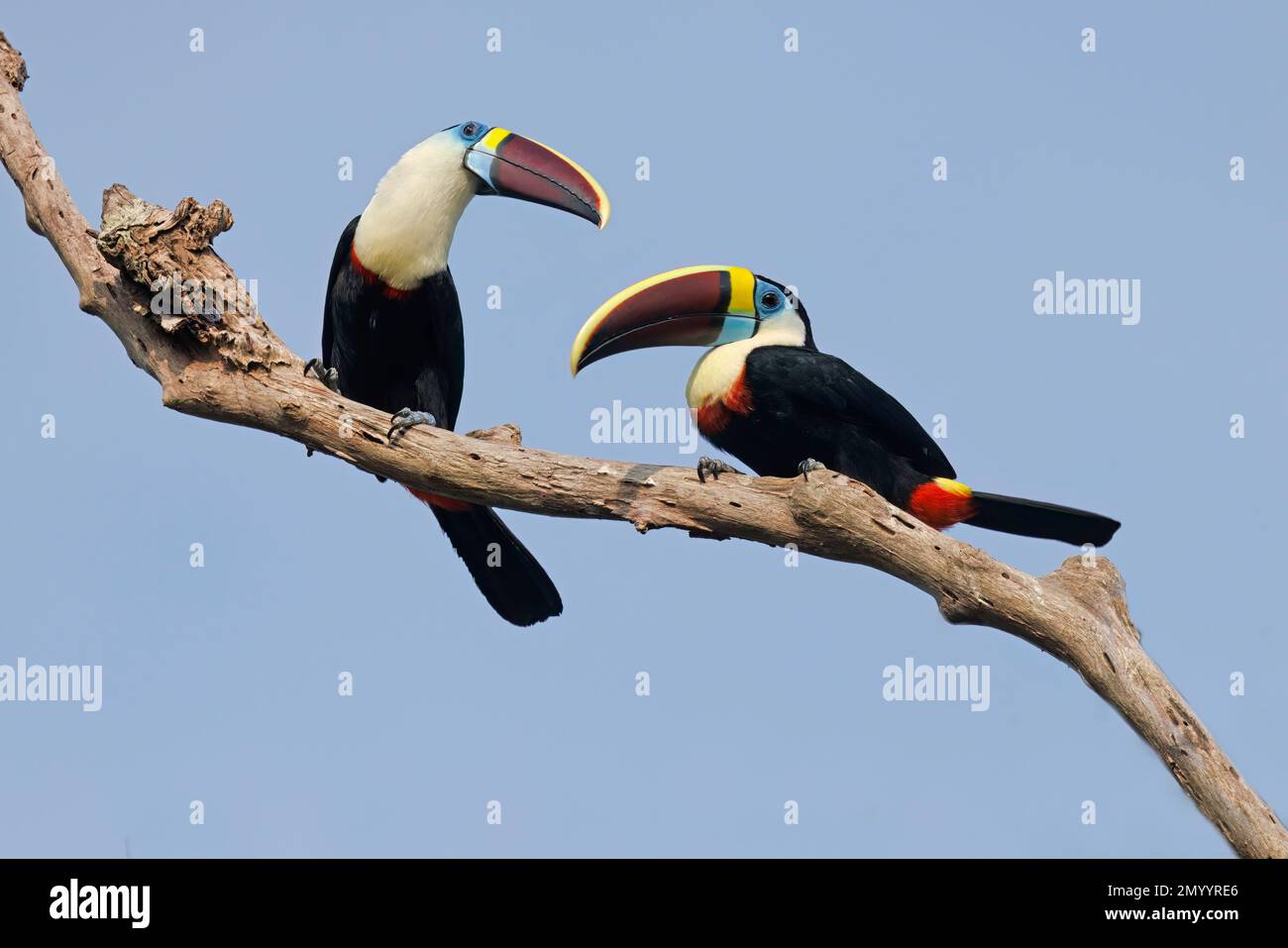 Toucan à gorge blanche, Manaus, Amazona, Brésil, août 2022 Banque D'Images