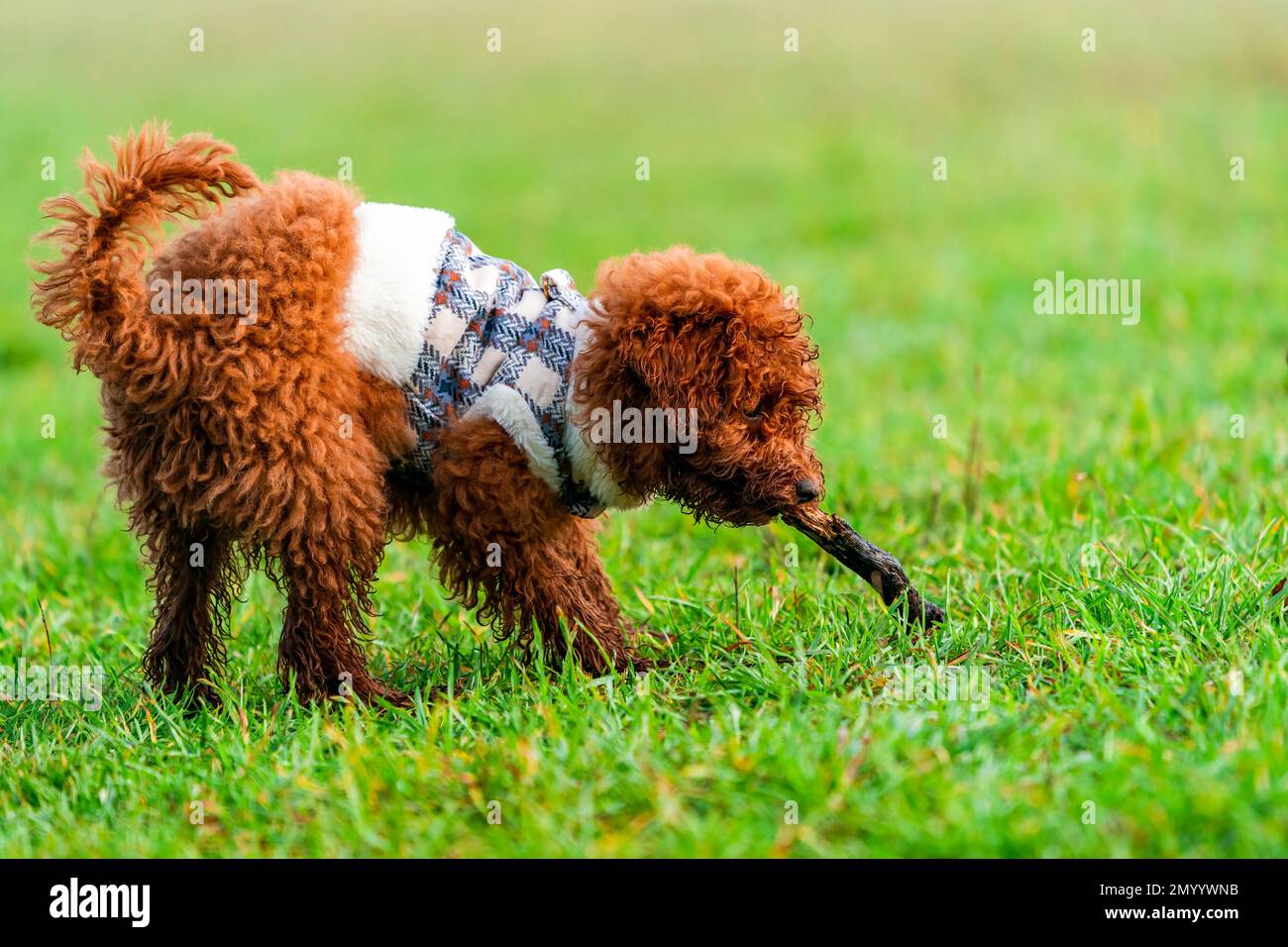 Jouet de gingembre coodle chiot dans un parc - foyer sélectif Banque D'Images