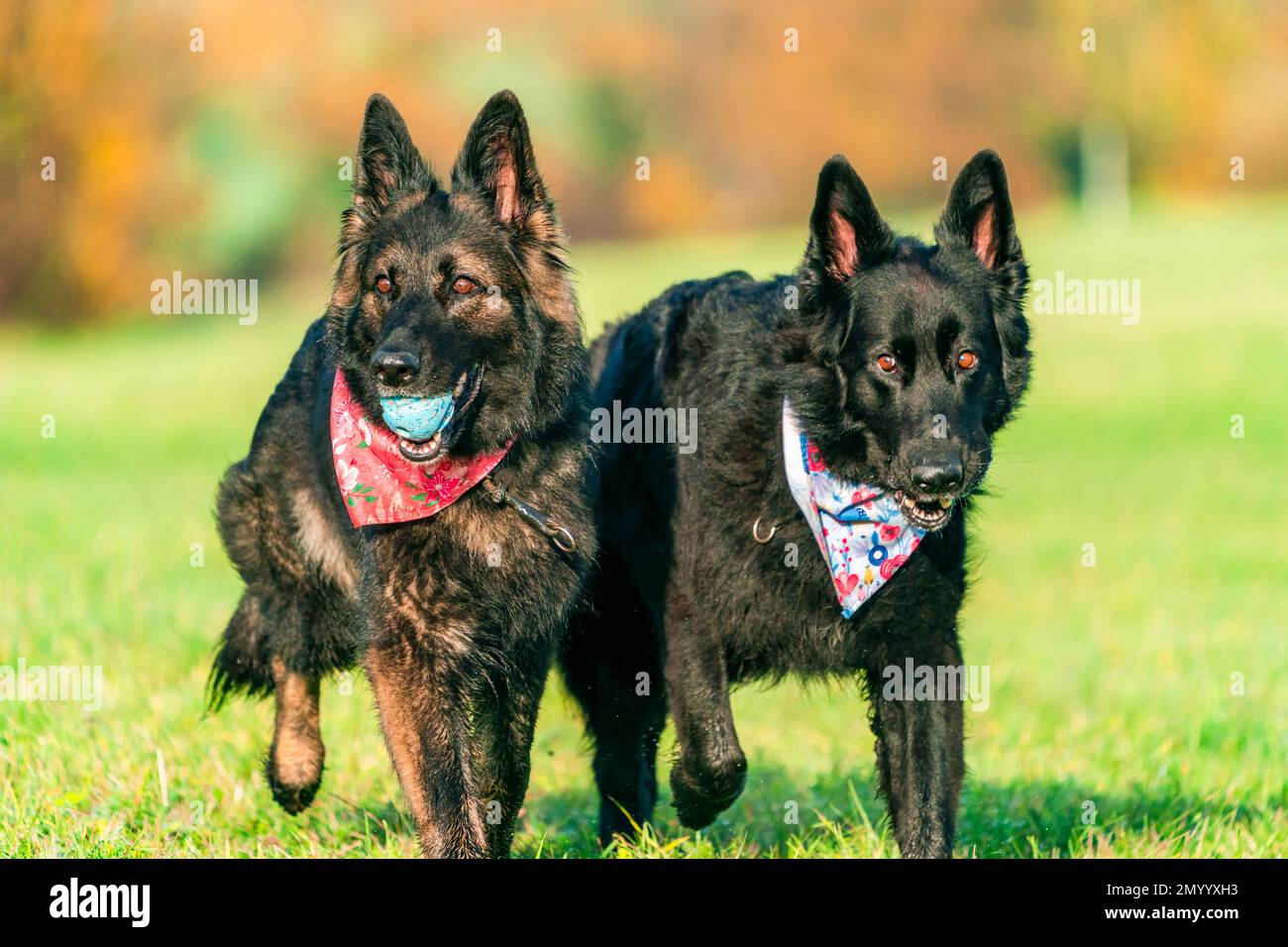 Deux chiens de berger allemands dans un parc - accent sélectif sur un chien Banque D'Images