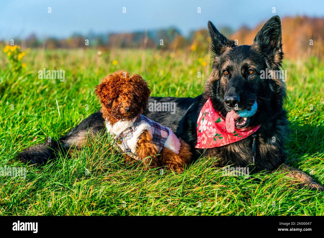 Chien de berger allemand et jouet de gingembre, poodle chiot dans un parc - attention sélective Banque D'Images