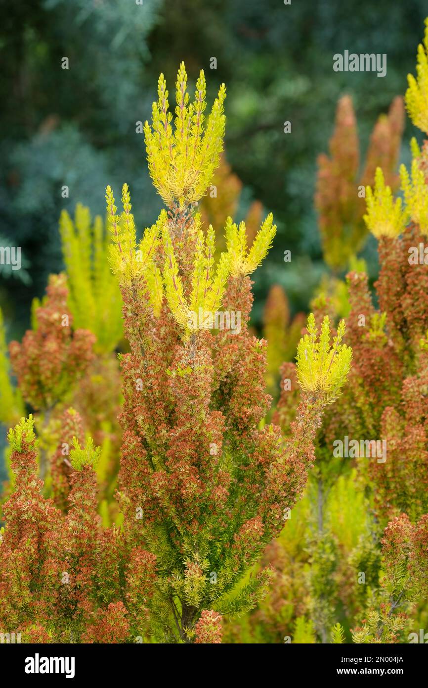 Erica arborea Or d'Albert, lande d'arbres Or d'Albert, arbuste à feuilles persistantes, jeune feuillage jaune doré Banque D'Images