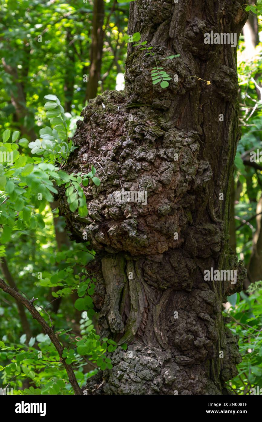 Tronc déformé d'un vieux arbre épais avec des croissances douloureuses sur un fond flou. Banque D'Images