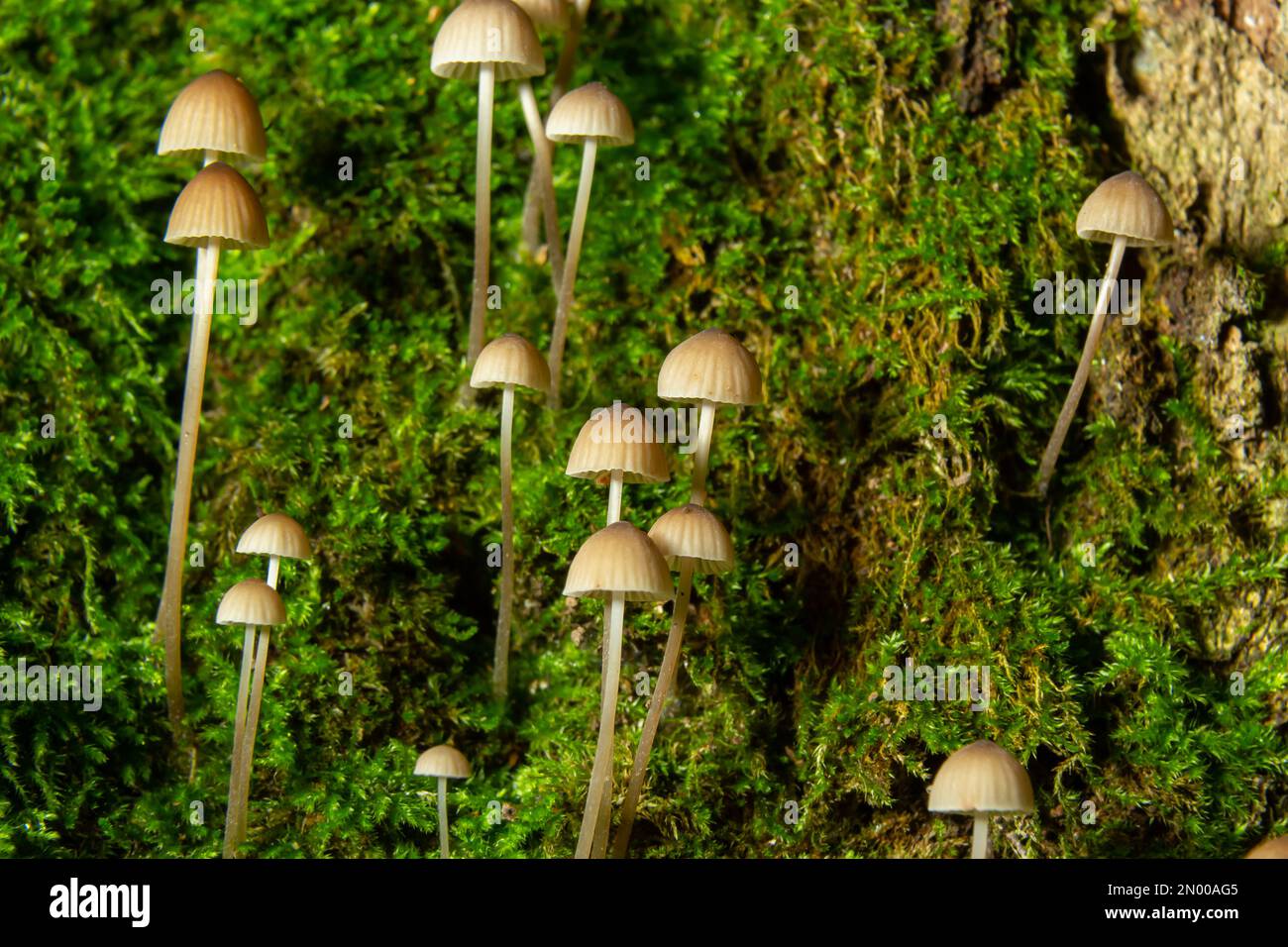Le champignon Mycena galopus pousse sur de la mousse verte dans la forêt. Banque D'Images