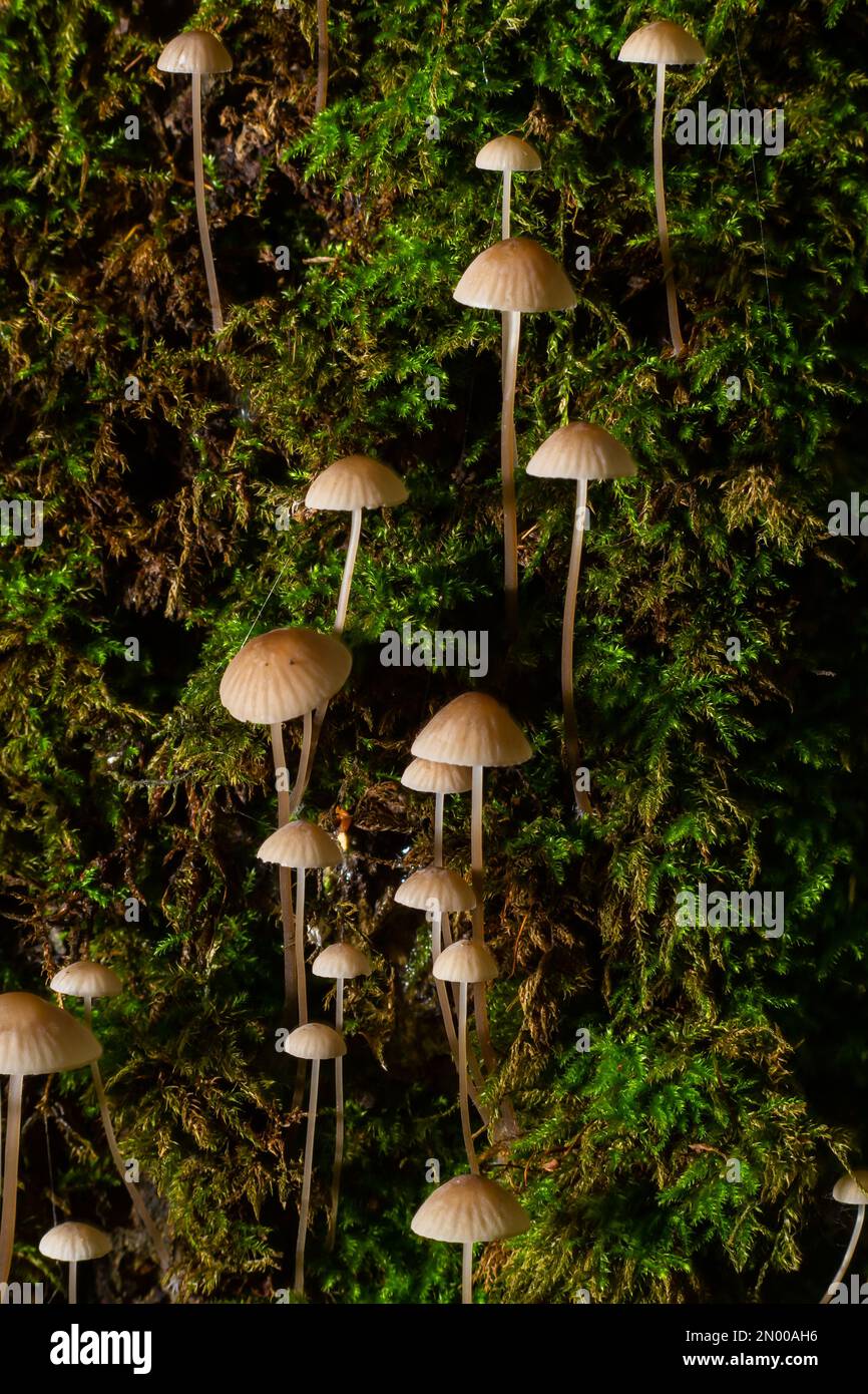 Le champignon Mycena galopus pousse sur de la mousse verte dans la forêt. Banque D'Images