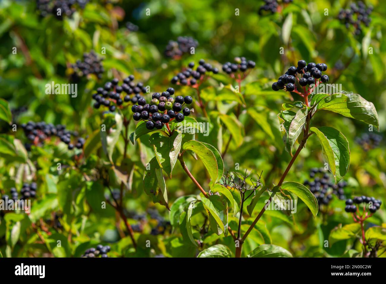 Cornus sanguinea est une plante vivace de la famille des sodes. Un grand arbuste avec de petites fleurs et des baies non comestibles noires. Le gazon-puits est cultivé comme un ornement Banque D'Images