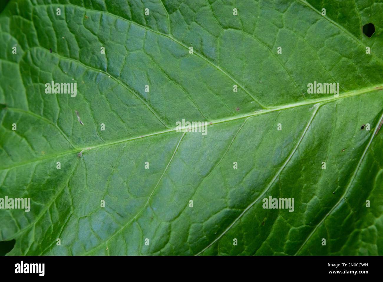 Texture des feuilles de vert abstrait pour l'arrière-plan. Environnement naturel, concept écologique. Banque D'Images