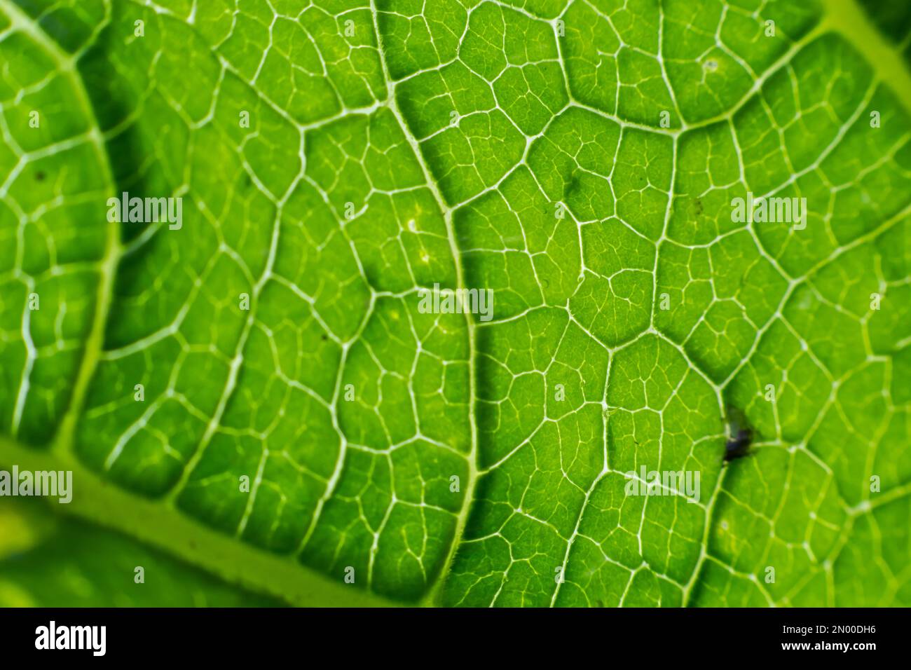 Texture des feuilles de vert abstrait pour l'arrière-plan. Environnement naturel, concept écologique. Banque D'Images