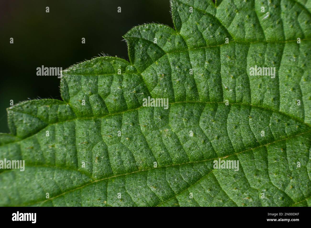 Texture des feuilles de vert abstrait pour l'arrière-plan. Environnement naturel, concept écologique. Banque D'Images