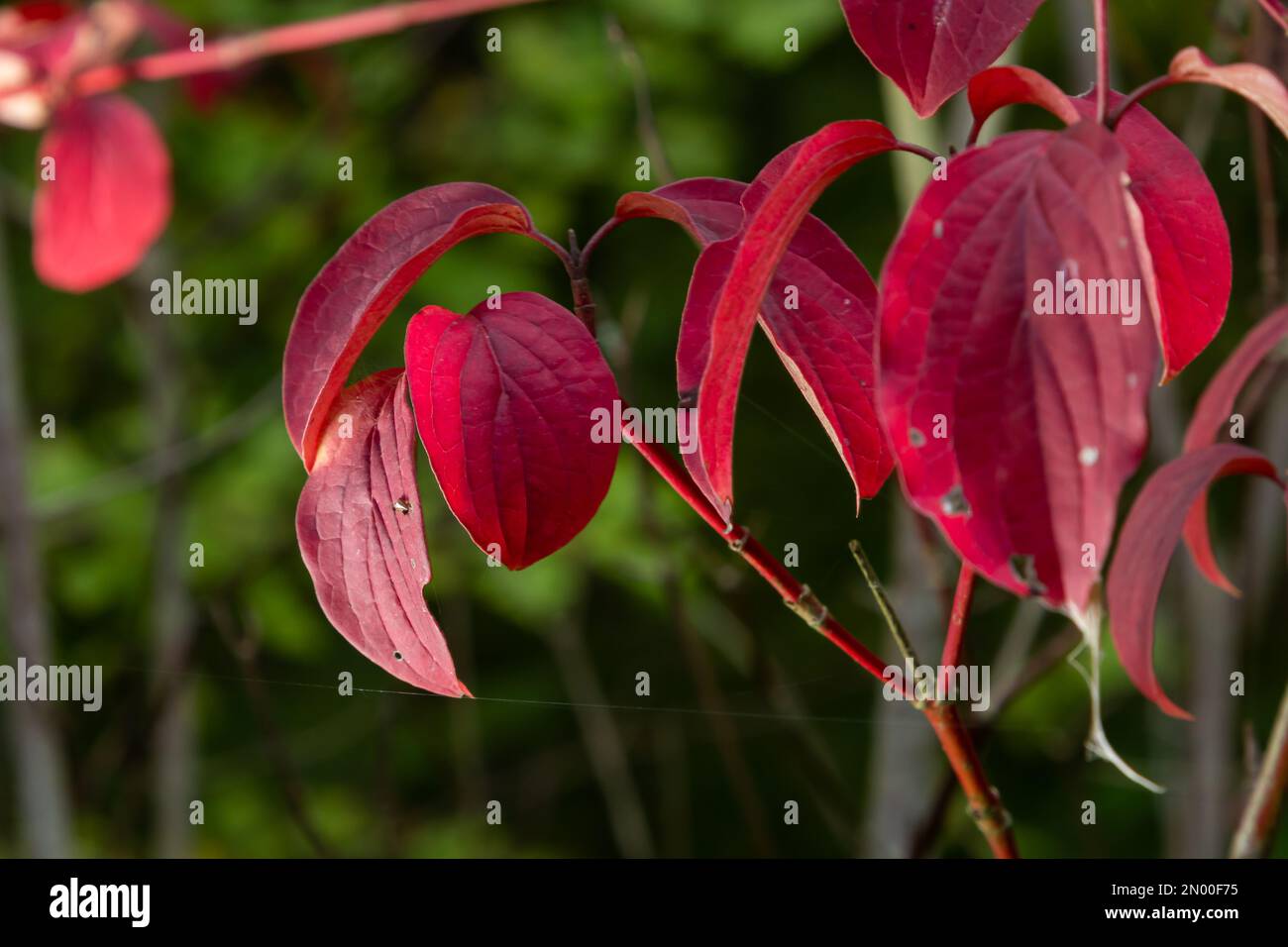 Un arbuste à feuilles caduques de taille moyenne avec sans doute les tiges d'hiver les plus intensément colorées de tous les Cornus. Banque D'Images