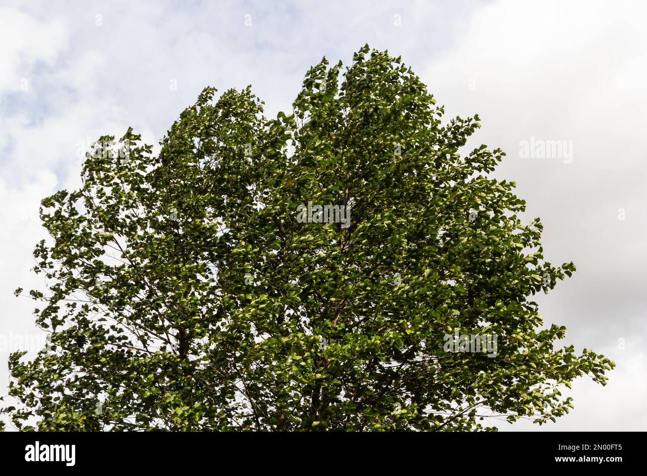 Aulne européen en forêt. La feuille d'érable de Field se balançant sur le vent dans la nature en été. Gros plan de feuilles vertes. Banque D'Images