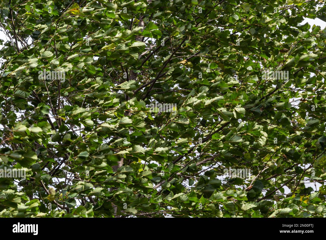 Aulne européen en forêt. La feuille d'érable de Field se balançant sur le vent dans la nature en été. Gros plan de feuilles vertes. Banque D'Images