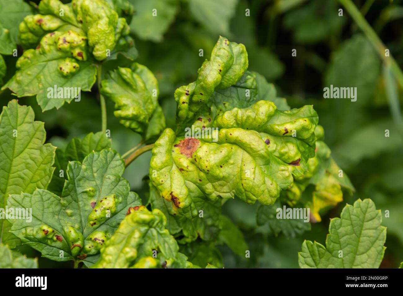 Puceron gaulois sur les feuilles de cassis. Le ravageur endommage les feuilles de cassis, les bosses rouges sur les feuilles de la buisson de la maladie de parasite. Banque D'Images