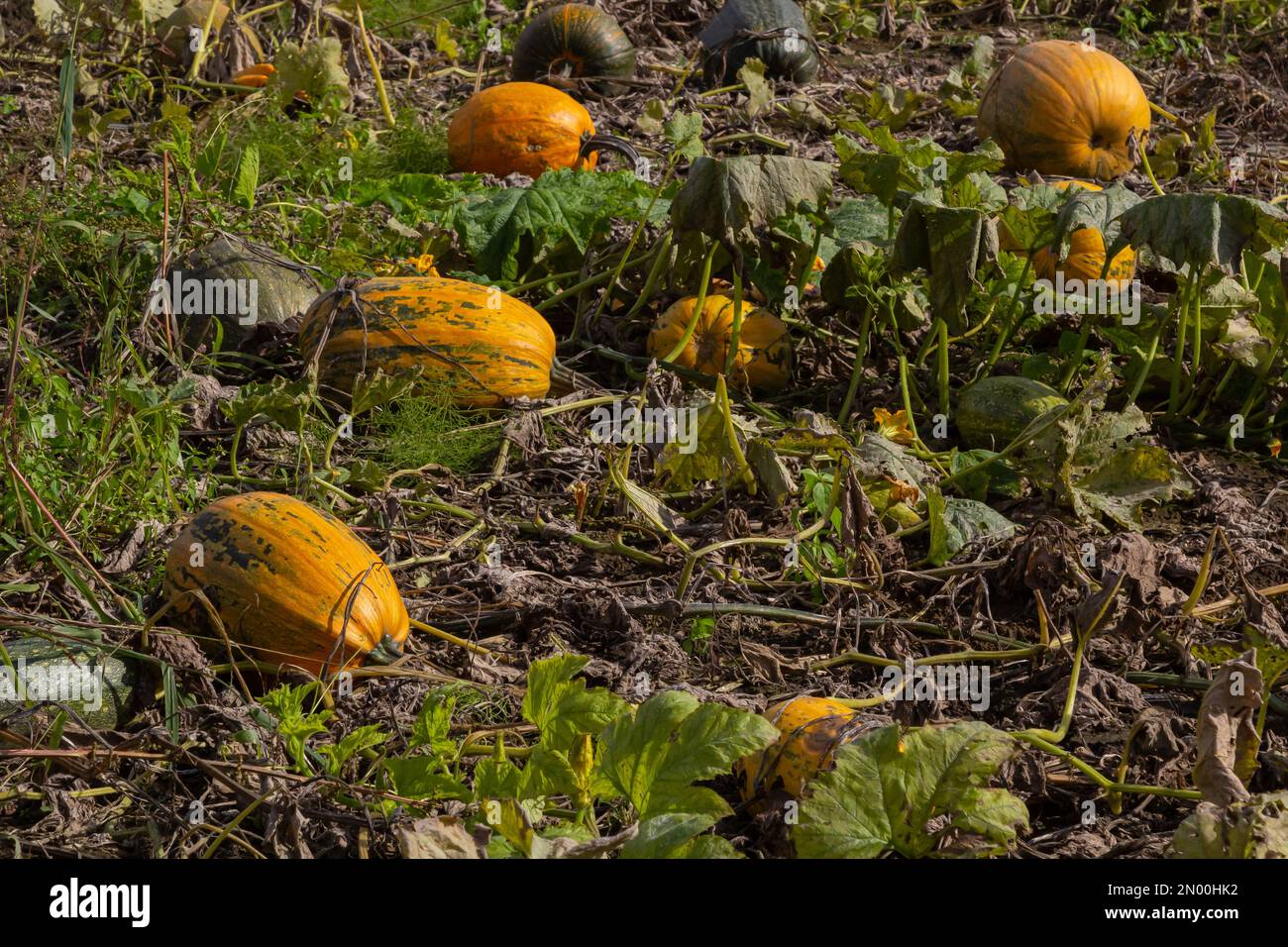 Courge Buttercup - citrouille douce verte dans le jardin, à la ferme. Plantez la citrouille dans le jardin. Banque D'Images